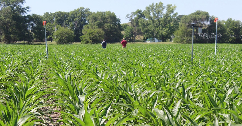 Testing Ag Performance Solutions participants inspect their subsurface drip-irrigated corn plots during the 2019 Field Day Testing Ag Performance Solutions participants inspect their subsurface drip-irrigated corn plots during the 2019 Field Day