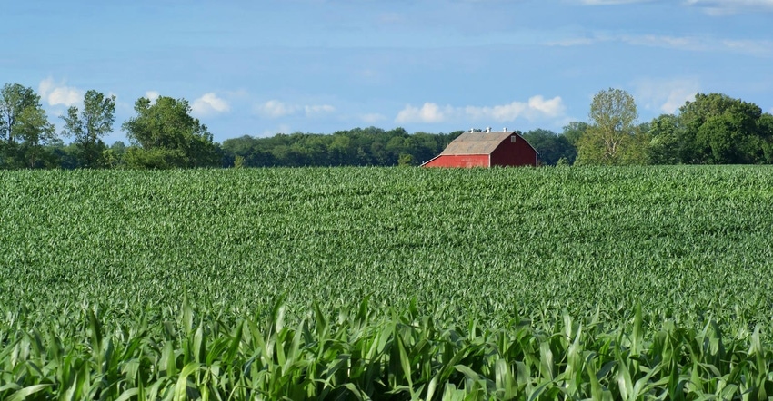 A corn field with a red barn in the distance
