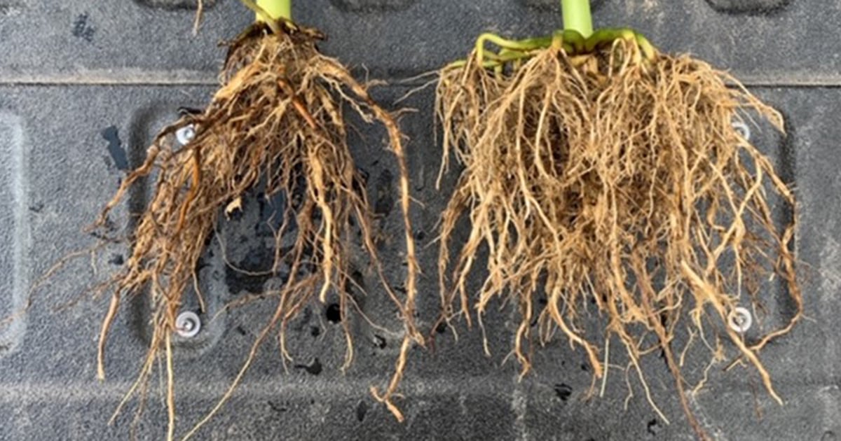 Tree Rootworm Take closer look at rootworm picture in Indiana