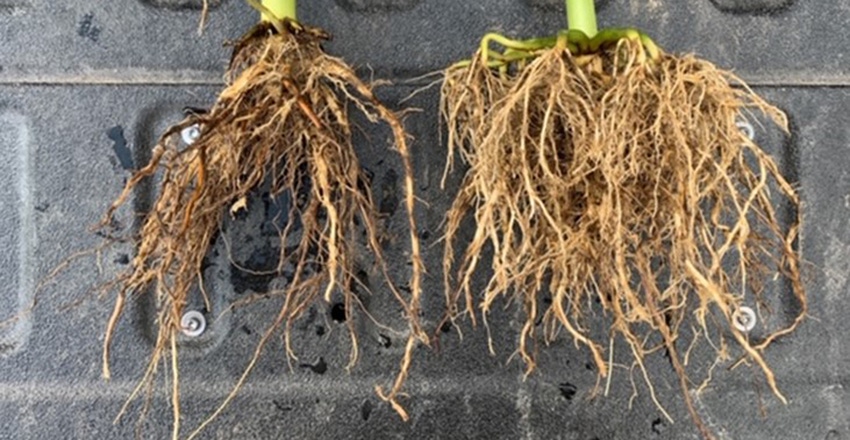 corn roots showing signs of western corn rootworm feeding