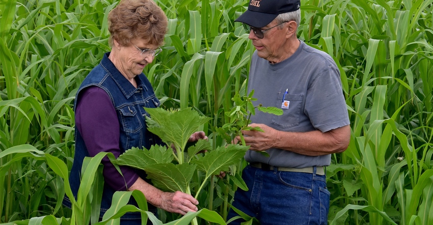 Paul and Nancy Ackley inspecting cover crop growth