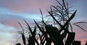Silhouette  of corn stalks 