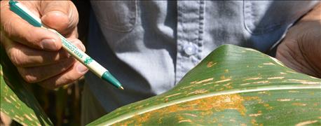 southern_rust_among_diseases_found_late_indiana_fields_1_636087578386791912.jpg