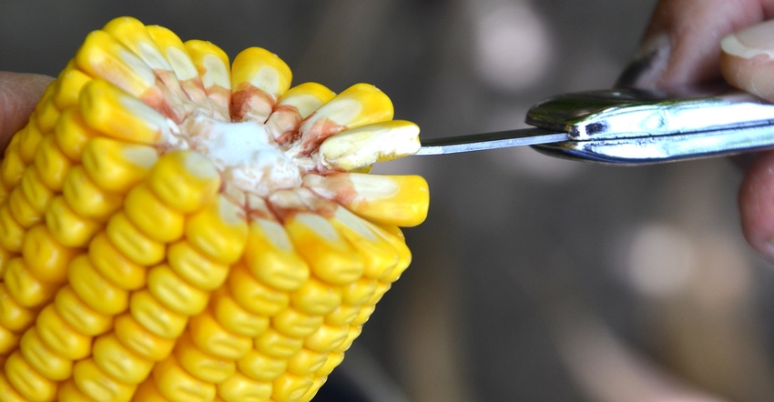 knife pointing to kernels on ear of corn split in half