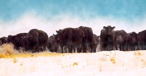 Black Angus herd that is being driven through a snowy winter field