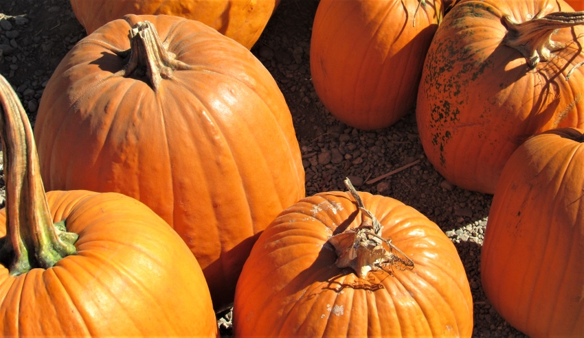Pumpkins Pumpkins