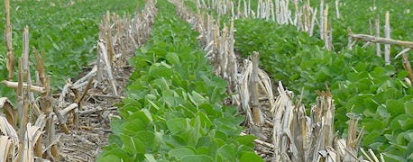 state_law_applies_cover_crop_seed_1_635521205853512000.jpg