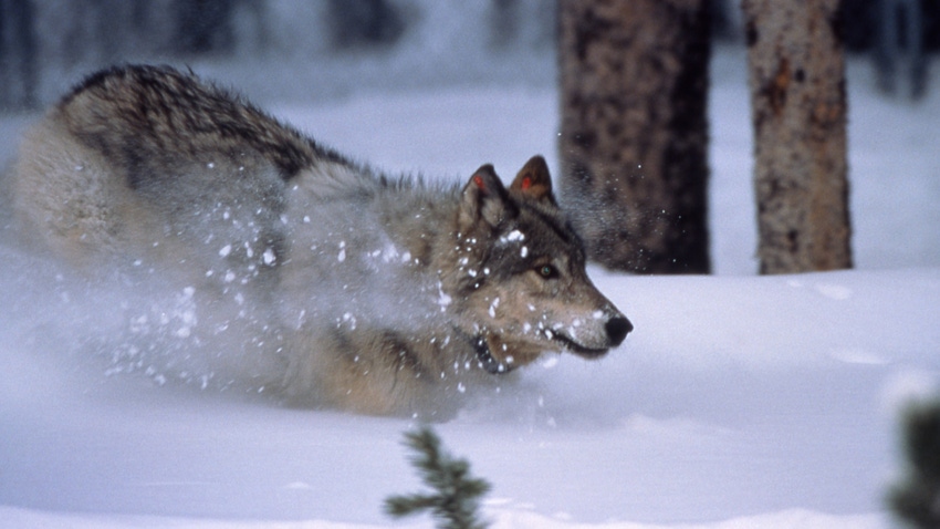 A wolf in Yellowstone National Park