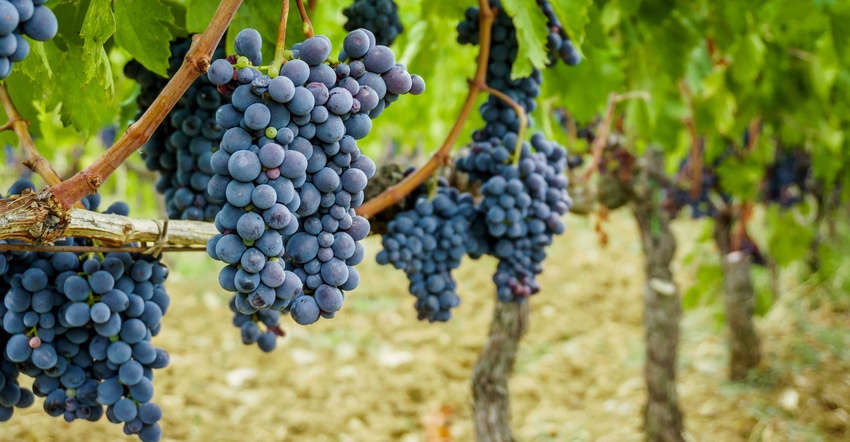 grapes on vine in vineyard