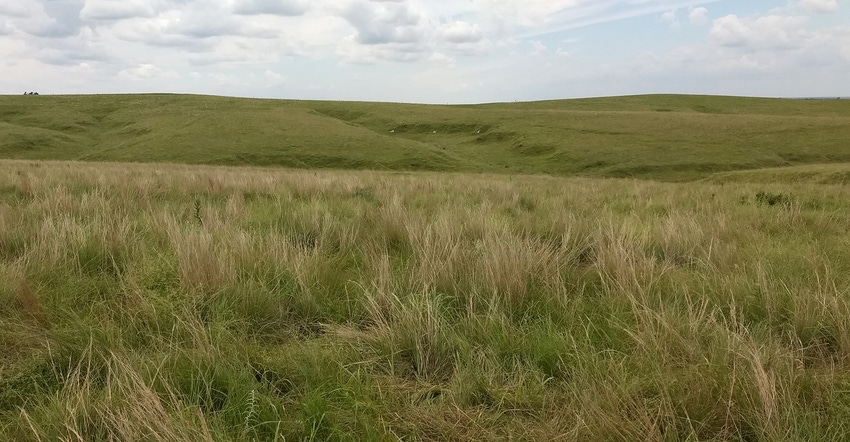 Grass pasture Grass pasture