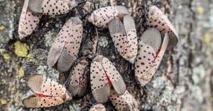 swarm of spotted lanternflies