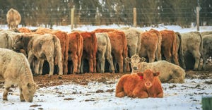 beef cattle lined up at feed bunk 
