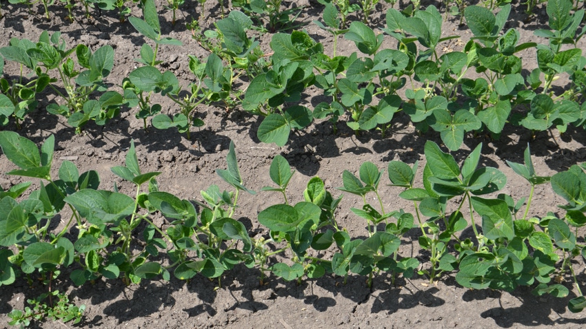 soybean plants showing signs of injury from herbicide drift