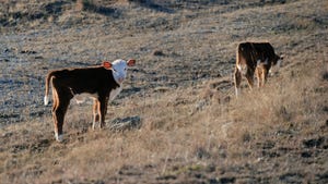 Hereford calves standing on hill