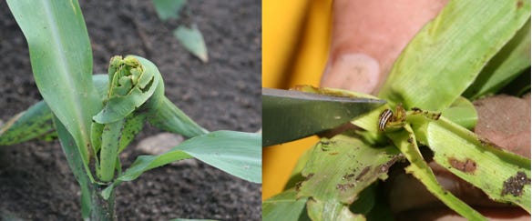 Stalk borer larvae can shred corn leaves and destroy the growing point in the plant.