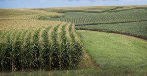 Corn and soybeans grow on a farm on July 13, 2018 near Tipton, Iowa.