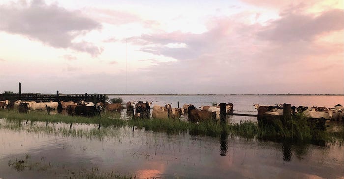 Extension-Imelda-cattle-floods.jpg
