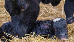 calving time challenges