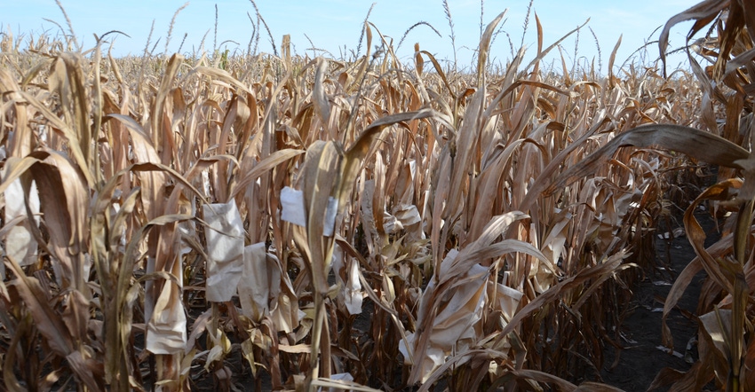 mature cornfield