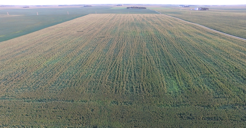 Minnesota cornfield showing signs of damage after recent storm
