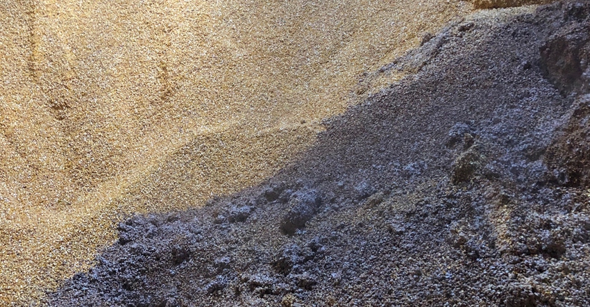  mold developing in corn along a south-facing bin wall