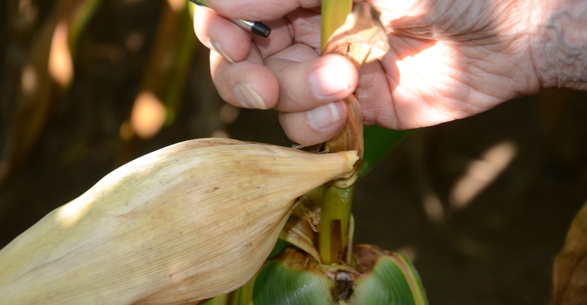 hand examining ear of corn hand examining ear of corn