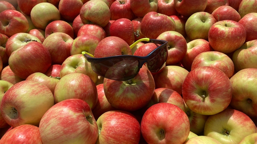 Sunglasses resting on a bed of apples