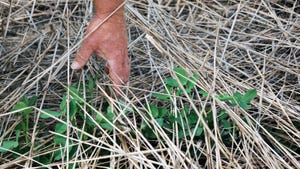 Peanut plants in an Alabama field in June.