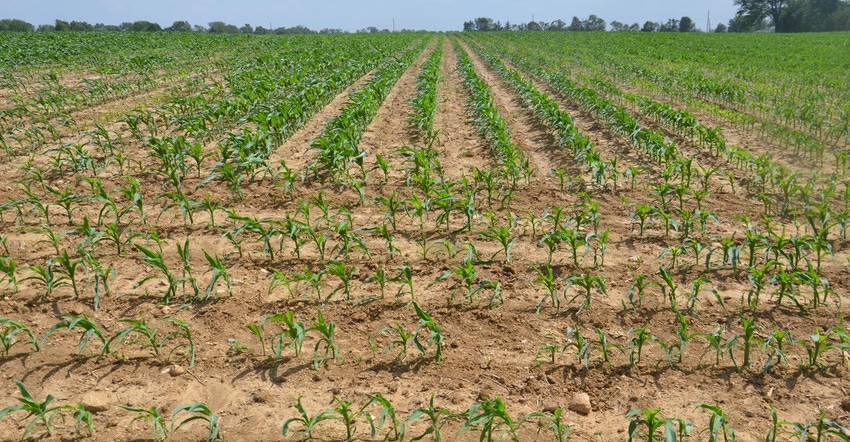 5-17-21 corn stands.jpg 5-17-21 corn stands.jpg