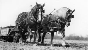A black-and-white photograph of two horses pulling a wagon with manure