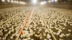 Broiler chickens in Maryland poultry house