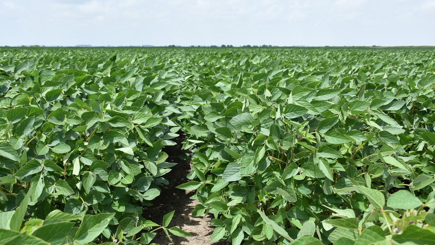 Irrigated Soybeans