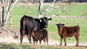 two beef calves and their mother in a pasture