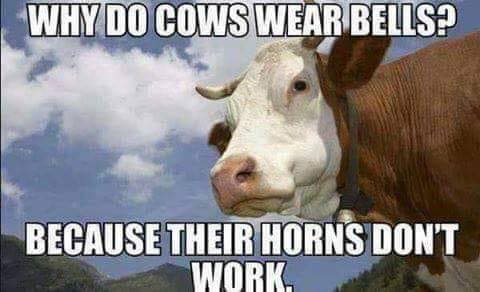 Funny Cattle Memes