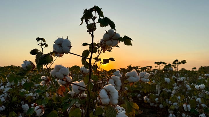 Cotton prices are finally going up