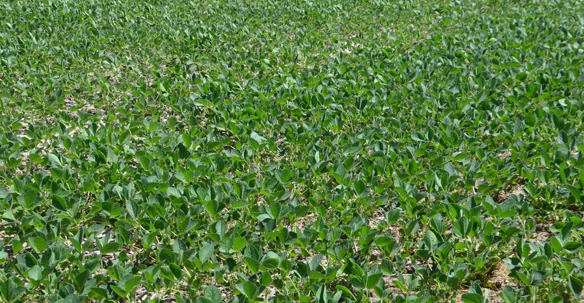 soybean field soybean field