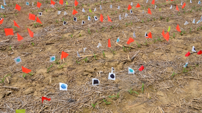 flags marking seedling emergence