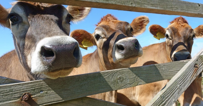 Three Jersey cows looking through a wooden gate