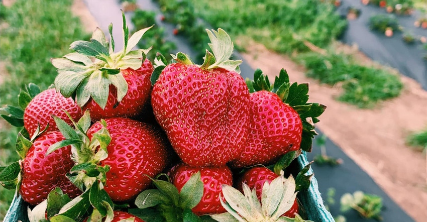 goober-bubs-strawberries-gallery.jpg goober-bubs-strawberries-gallery.jpg