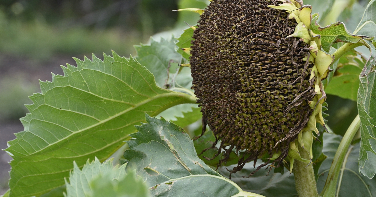 Early sunflower harvest possible