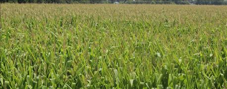 usda_corn_holds_76_good_excellent_soybeans_stay_71_1_636050592928679050.jpg