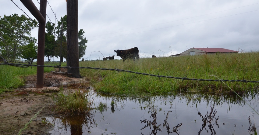adam-russel-rain-livestock.jpg adam-russel-rain-livestock.jpg