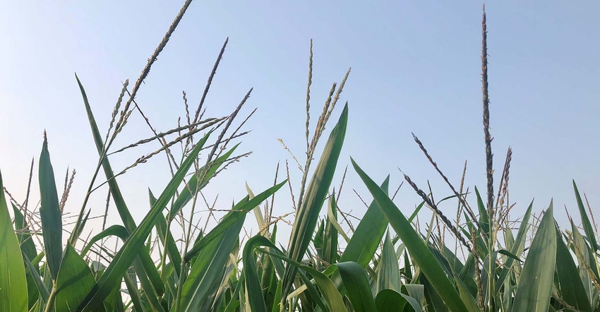 Corn tassels against blue sky