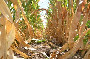 Drought stressed corn