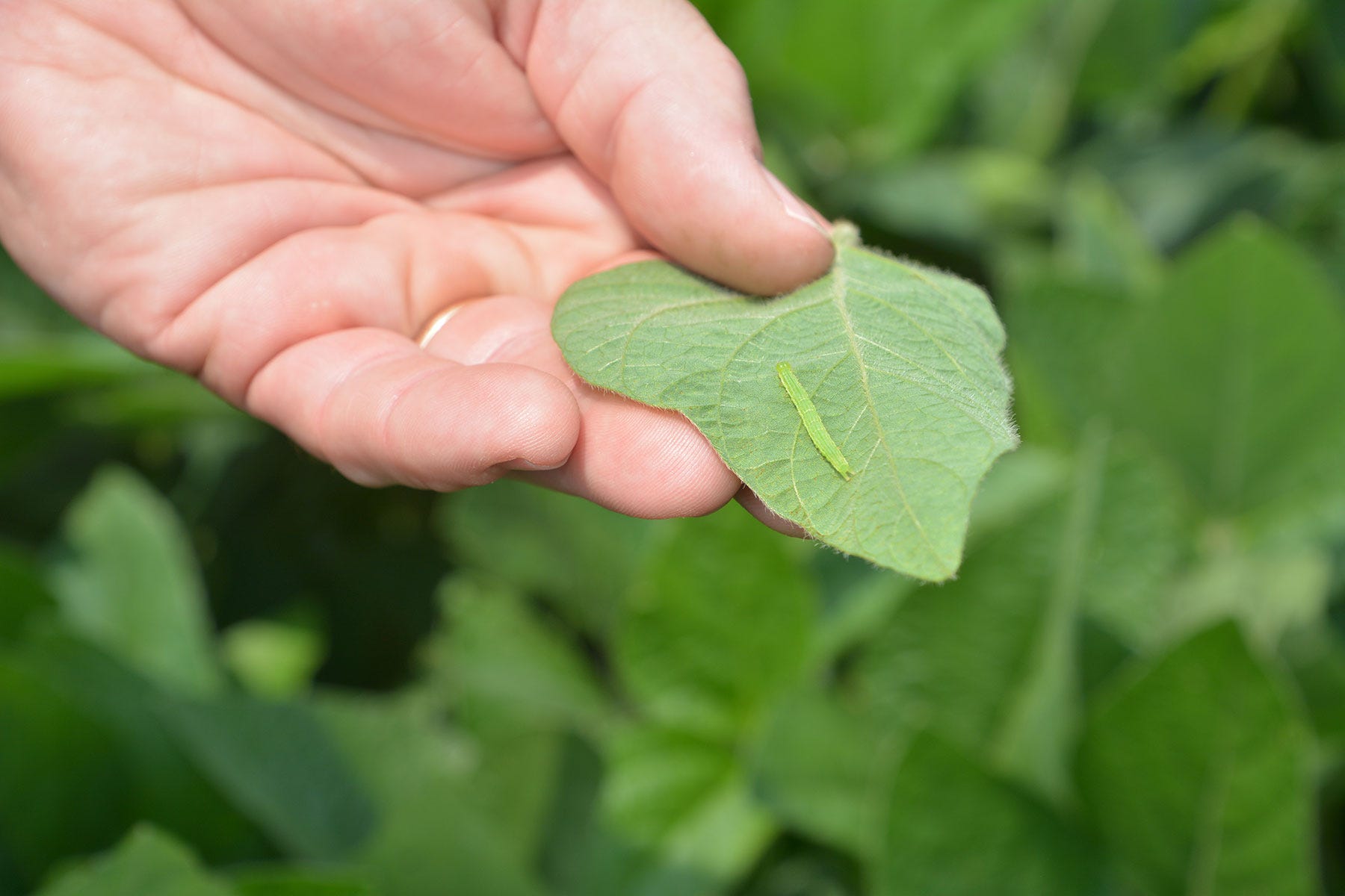 close-up of hand holding a soybean leaf with a small, light-green worm on it