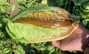 INSV in lettuce
