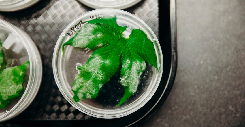 Powdery mildew shown on leaf in petri dish