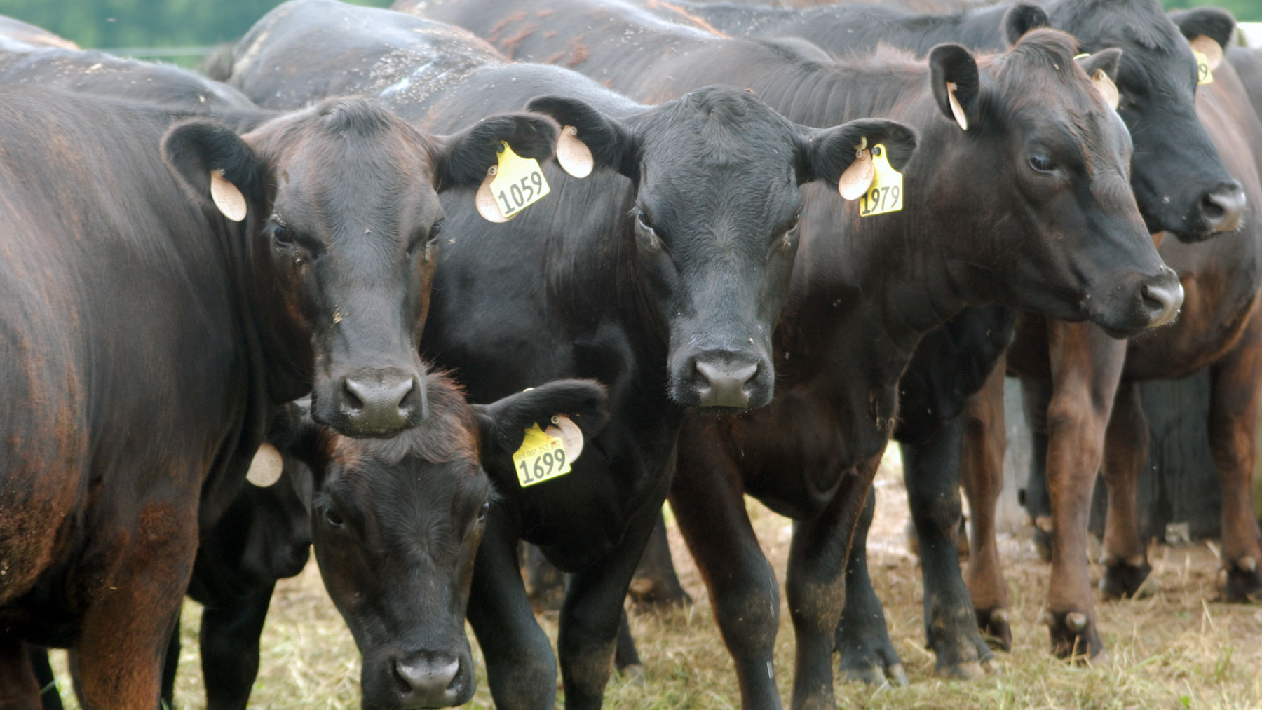 What S Ahead For 2024 Cattle Market   Sefp File Calves 5 A 