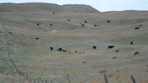 Cattle grazing in rolling hills