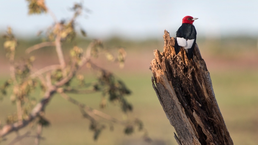 redheaded woodpecker on trunk of cottonwood tree